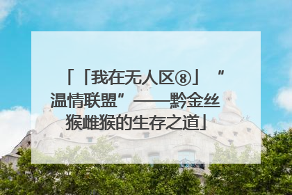 「我在无人区⑧」“温情联盟”——黔金丝猴雌猴的生存之道