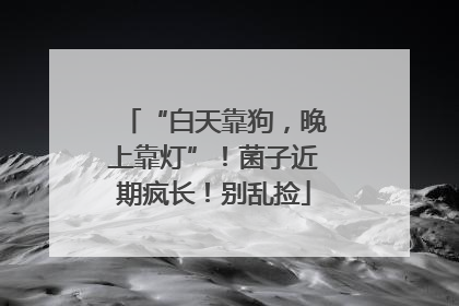 “白天靠狗，晚上靠灯”！菌子近期疯长！别乱捡