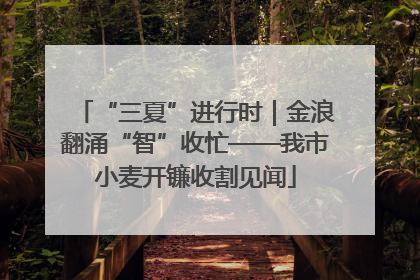 “三夏”进行时｜金浪翻涌“智”收忙——我市小麦开镰收割见闻