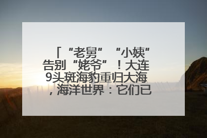 “老舅”“小姨”告别“姥爷”！大连9头斑海豹重归大海，海洋世界：它们已具备野外生存能力