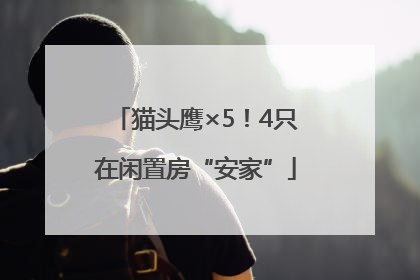 猫头鹰×5！4只在闲置房“安家”