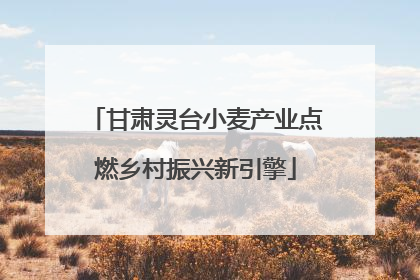 甘肃灵台小麦产业点燃乡村振兴新引擎