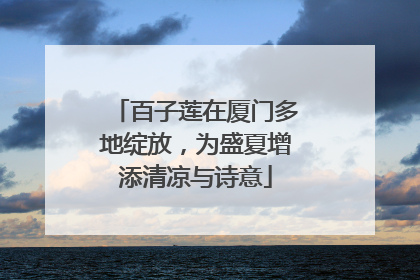 百子莲在厦门多地绽放，为盛夏增添清凉与诗意