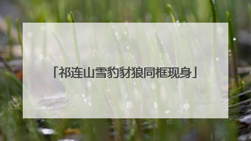 祁连山雪豹豺狼同框现身