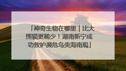 神奇生物在哪里｜比大熊猫更稀少！湖南新宁成功救护濒危鸟类海南鳽