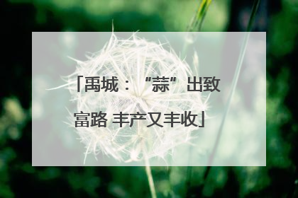 禹城：“蒜”出致富路 丰产又丰收