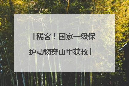 稀客！国家一级保护动物穿山甲获救