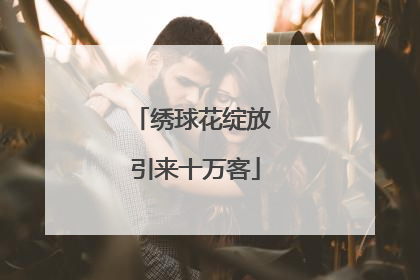 绣球花绽放 引来十万客