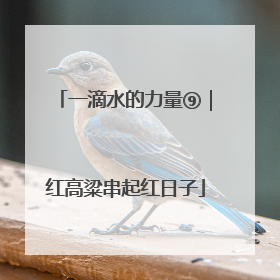 一滴水的力量⑨｜红高粱串起红日子