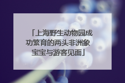 上海野生动物园成功繁育的两头非洲象宝宝与游客见面