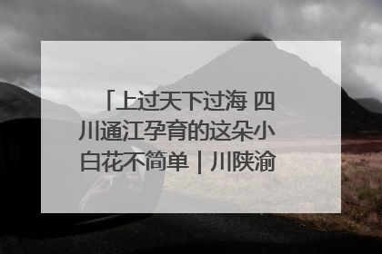上过天下过海 四川通江孕育的这朵小白花不简单｜川陕渝网络名人巴中行