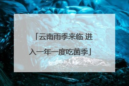 云南雨季来临 进入一年一度吃菌季