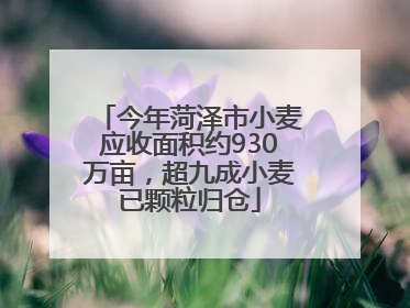 今年菏泽市小麦应收面积约930万亩，超九成小麦已颗粒归仓