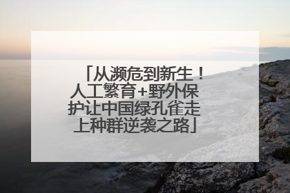 从濒危到新生！人工繁育+野外保护让中国绿孔雀走上种群逆袭之路
