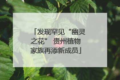发现罕见“幽灵之花” 贵州植物家族再添新成员