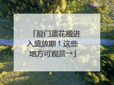 厦门蓝花楹进入盛放期！这些地方可观赏→