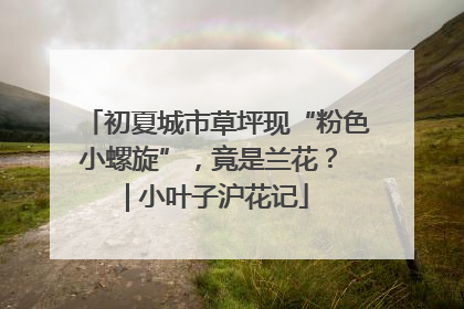 初夏城市草坪现“粉色小螺旋”，竟是兰花？ | 小叶子沪花记