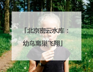 北京密云水库：幼鸟离巢飞翔