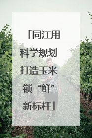 同江用科学规划打造玉米锁“鲜”新标杆