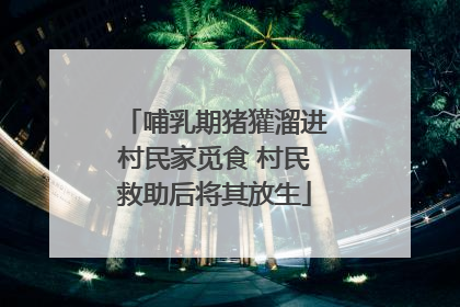 哺乳期猪獾溜进村民家觅食 村民救助后将其放生