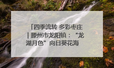 四季流转 多彩枣庄｜滕州市龙阳镇：“龙湖月色”向日葵花海 绘就乡村振兴新画卷