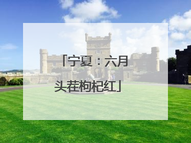 宁夏：六月头茬枸杞红