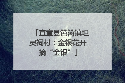 宜章县笆篱镇坦灵祠村：金银花开摘“金银”