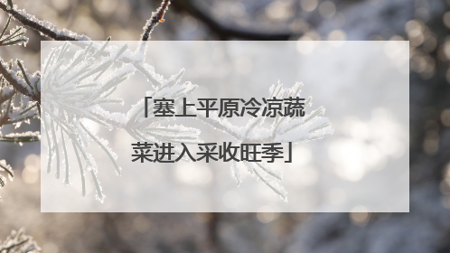 塞上平原冷凉蔬菜进入采收旺季