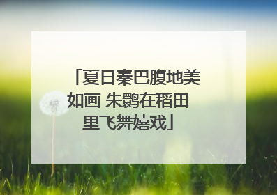 夏日秦巴腹地美如画 朱鹮在稻田里飞舞嬉戏