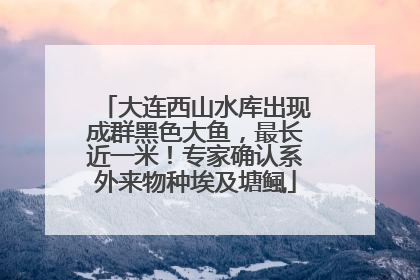 大连西山水库出现成群黑色大鱼，最长近一米！专家确认系外来物种埃及塘鲺