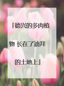 德兴的多肉植物 长在了迪拜的土地上