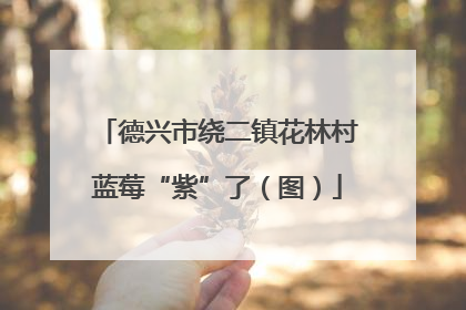 德兴市绕二镇花林村蓝莓“紫”了（图）