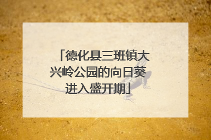 德化县三班镇大兴岭公园的向日葵进入盛开期