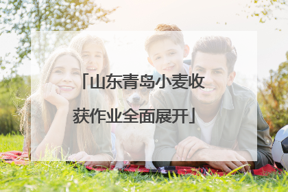 山东青岛小麦收获作业全面展开
