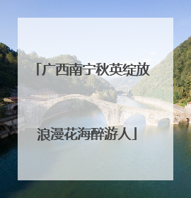 广西南宁秋英绽放 浪漫花海醉游人