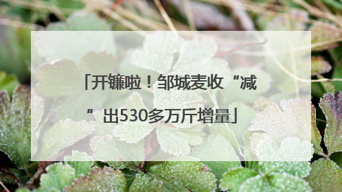 开镰啦！邹城麦收“减”出530多万斤增量