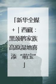 新华全媒+｜西藏：黑颈鹤家族高原湿地喜添“萌宝”