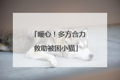 暖心！多方合力救助被困小猫
