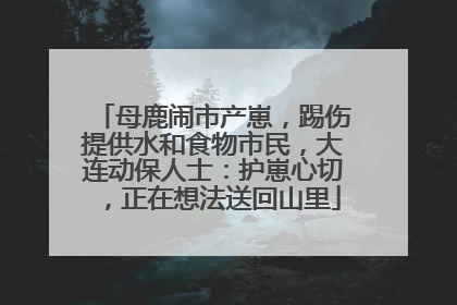 母鹿闹市产崽，踢伤提供水和食物市民，大连动保人士：护崽心切，正在想法送回山里