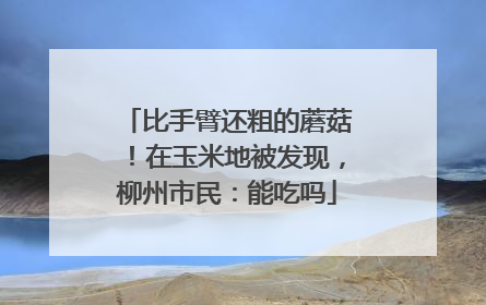 比手臂还粗的蘑菇！在玉米地被发现，柳州市民：能吃吗