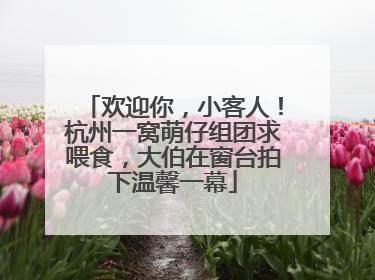 欢迎你，小客人！杭州一窝萌仔组团求喂食，大伯在窗台拍下温馨一幕