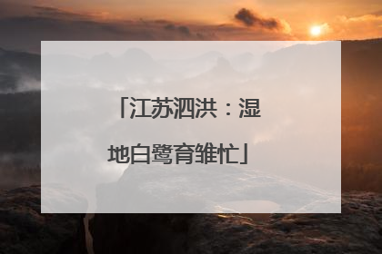 江苏泗洪：湿地白鹭育雏忙