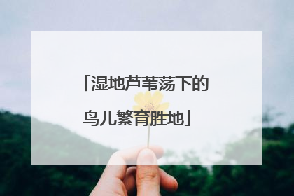 湿地芦苇荡下的鸟儿繁育胜地