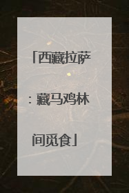 西藏拉萨：藏马鸡林间觅食