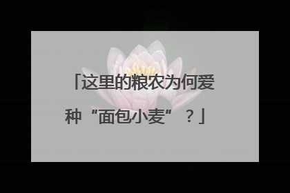 这里的粮农为何爱种“面包小麦”？
