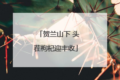 贺兰山下 头茬枸杞迎丰收