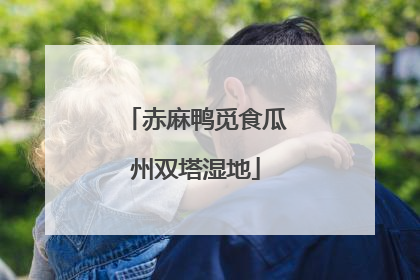 赤麻鸭觅食瓜州双塔湿地