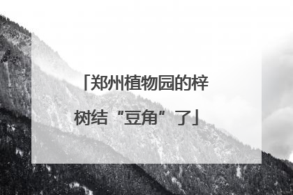 郑州植物园的梓树结“豆角”了