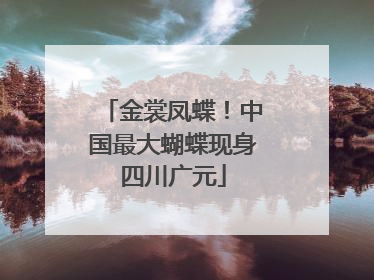 金裳凤蝶！中国最大蝴蝶现身四川广元