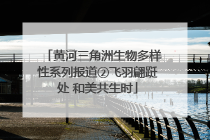 黄河三角洲生物多样性系列报道②飞羽翩跹处 和美共生时